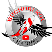 buchori koi channel