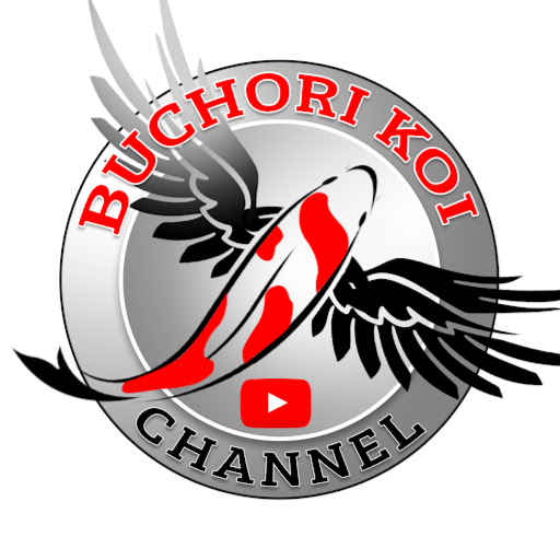 buchori koi channel