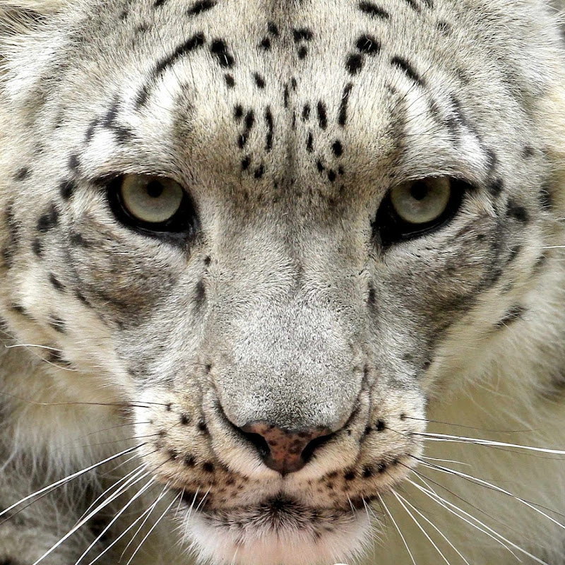 Top Wild Big Cat
