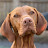 vizsla.brandi