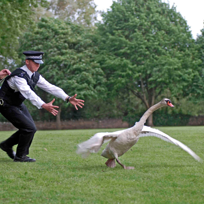 flipperachi212
