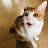 @catfor4851