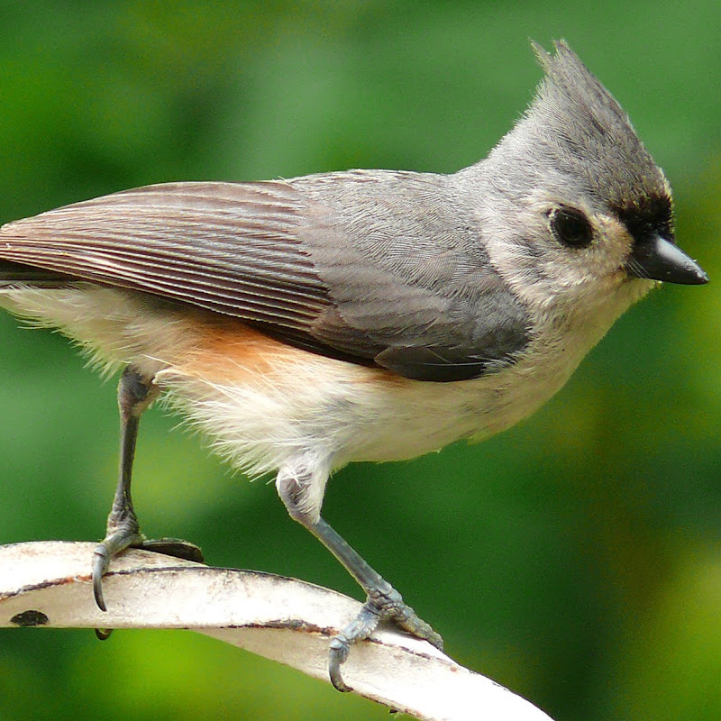 Chickadee Enginerding icon