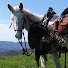 j8KSPgJvRQw-channel-avatar-Mountain Music and Mules