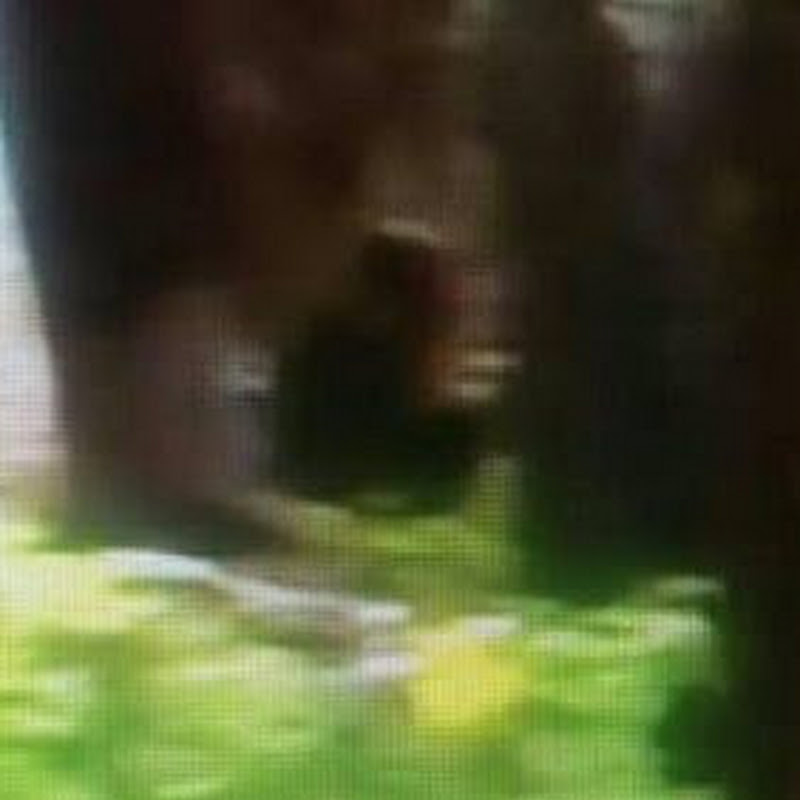 Colorado Bigfoot