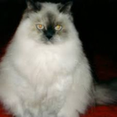 LargeCat avatar