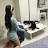 @꼬꼬데슼까