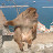 @smoothmicra Avatar