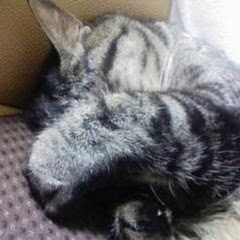 七藤 桜ーYouTubeでオリジナル小説アイコン画像