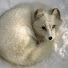 taqPI4oNeNE-channel-avatar-ArcticFox