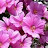 @shyam1282