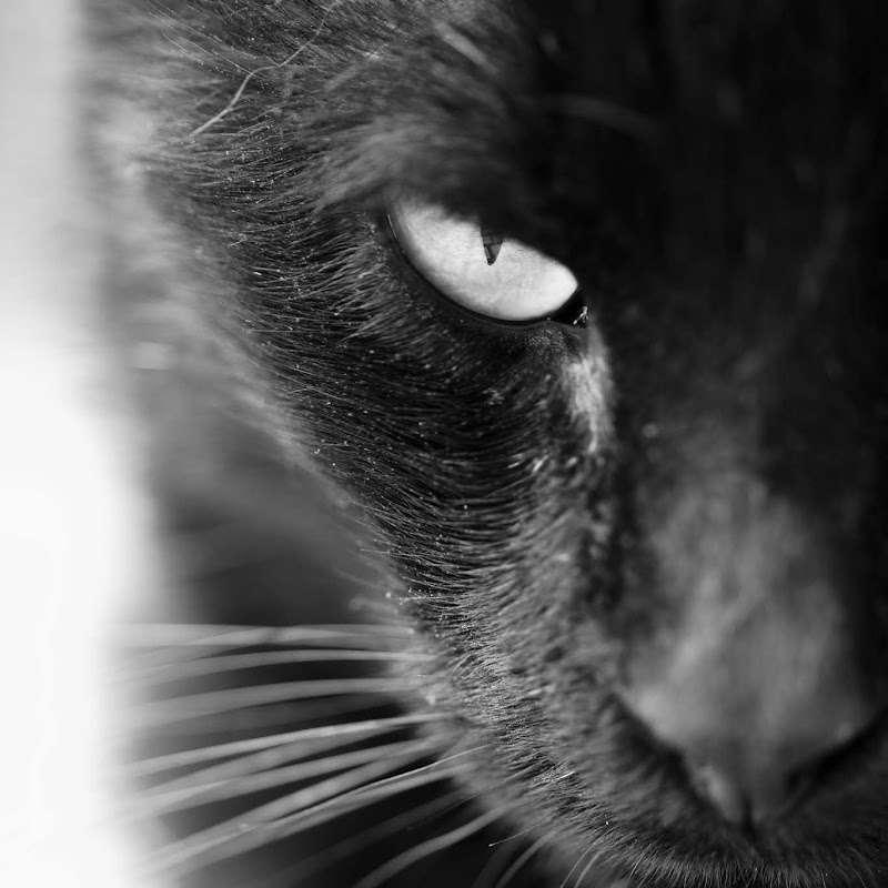 Darkomedia
