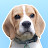 @SmudgetheBeagle