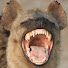 GjKSuVJBMIQ-channel-avatar-JungleHyena