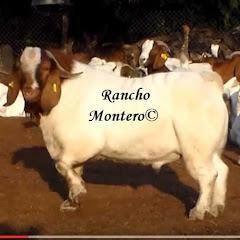Rancho Montero, caprinos boer y borregos dorper