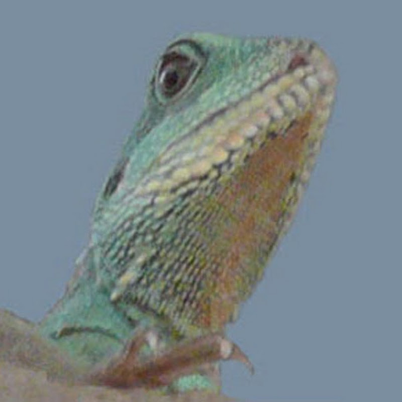 grraadd icon