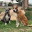 Texas Panhandle Off Leash K9 Training