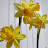 @tvsunflowerdiy6386