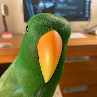 LambChopper678 profile image