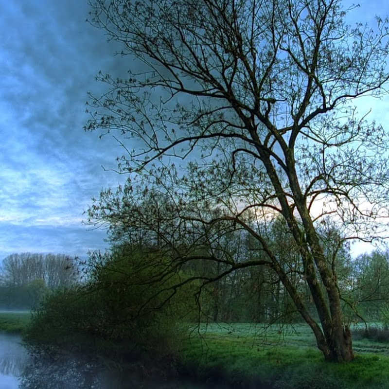 forrest huenink