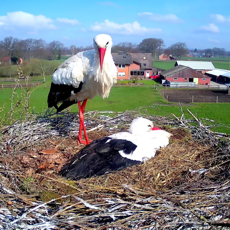 Storchennest am Menkebach logo