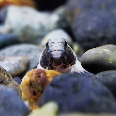 onogobiidae