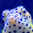 6IrWogM5yTw-channel-avatar-Prestige Reef