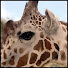 _ywOOG6spY4-channel-avatar-animals2x2