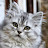 @sventhecat