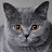 @AdamAus85 Avatar