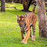 LL_0B4m4WXs-channel-avatar-Nagarahole Tiger Conservation Foundation