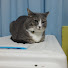 6JkqDS4bOLQ-channel-avatar-nyan rara