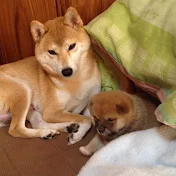柴犬 一五（いちご）と燐五（りんご）