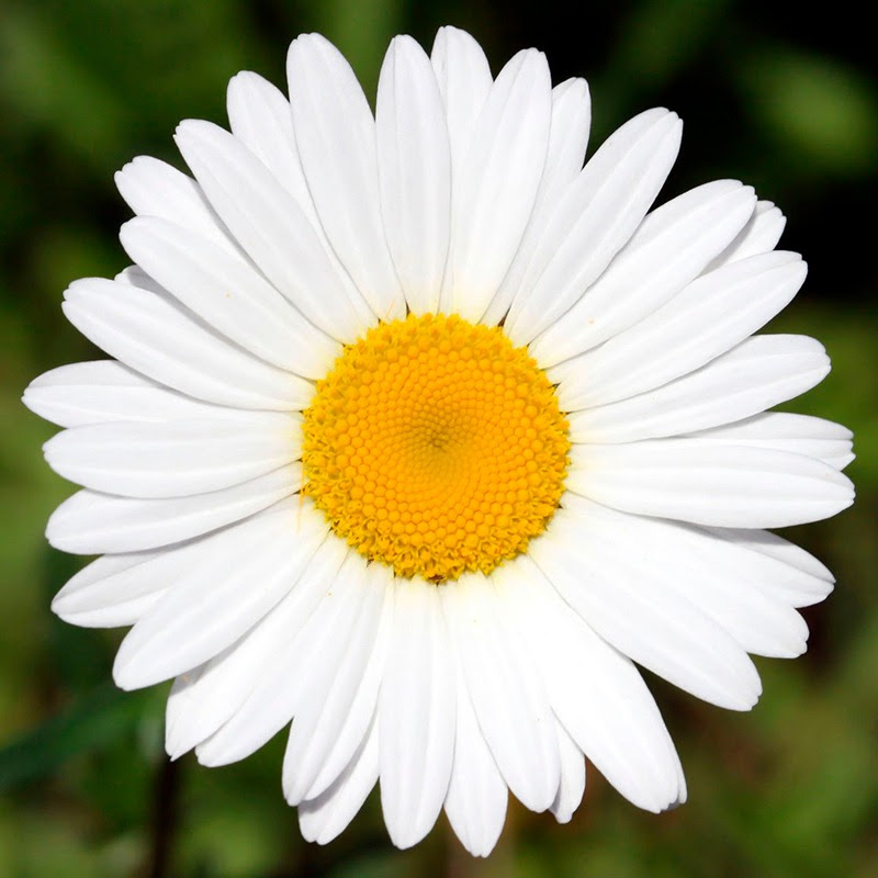 Истории Навсегда Logo