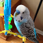 Pippin The Parakeet logo