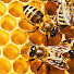 U8kHSmrseZA-channel-avatar-TheBeezone