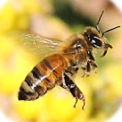 손해평가사X파일-행복한 꿀벌