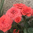 @جوريجوريه-ث7ه