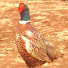 kdLq_b8-wRM-channel-avatar-Village Life