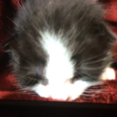 土豪アイコン画像