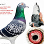 Champion Kulbacki Racing Pigeons Brieftauben