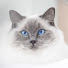 HqO4VyyuJ1Q-channel-avatar-Pixie and Bluebell