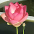 gNd6iYzUBN0-channel-avatar-Hoa Phi