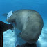 xreljQO5sDg-channel-avatar-Il Bue Marino