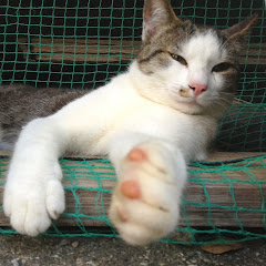 japanese funny cat ネコ馬鹿ちゃんねる