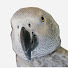 Z0wRAdsFaUg-channel-avatar-parrot