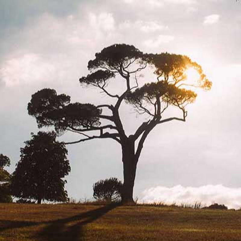 Dartington Trust Logo