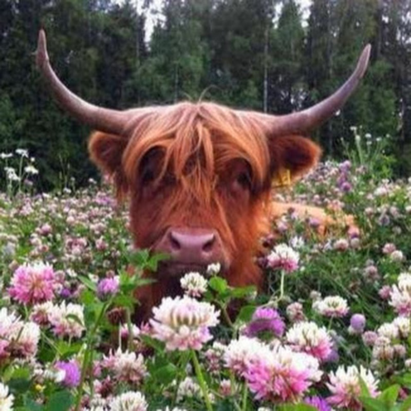 MOO TV