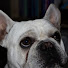 _M_lCwQgCMA-channel-avatar-Frenchie Films