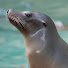 YV7Ugj5vGKY-channel-avatar-Sea Lion Squire